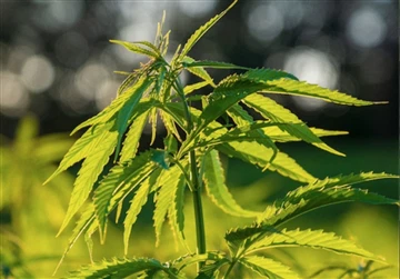 Legal Cannabis Sales Expected To Reach $37 Billion in 2023